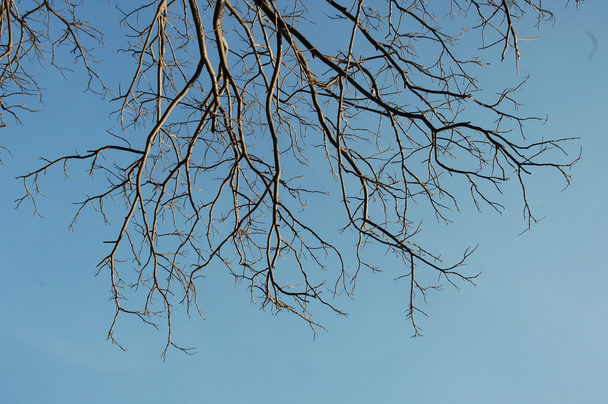 Δέντρα στον άνεμο - Φωτογραφία, εικόνα