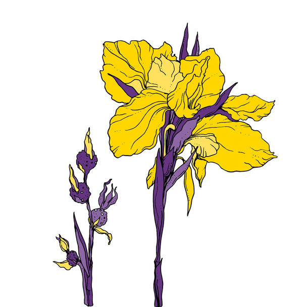 Yellow iris flower isolated - Wektor, obraz