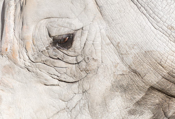 Detail van een neushoorn - Foto, afbeelding
