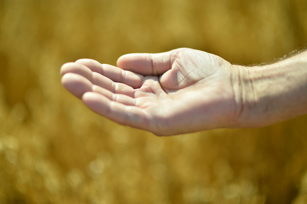 Male hand and golden wheat ears - Photo, Image