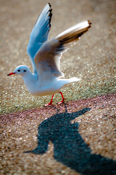 el pájaro empieza a volar
 - Foto, Imagen