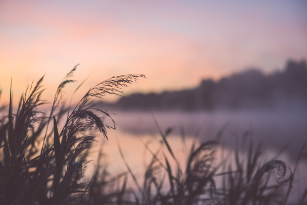Rozmazané vodní trávy na mlhavé ráno - vintage efekt - Fotografie, Obrázek