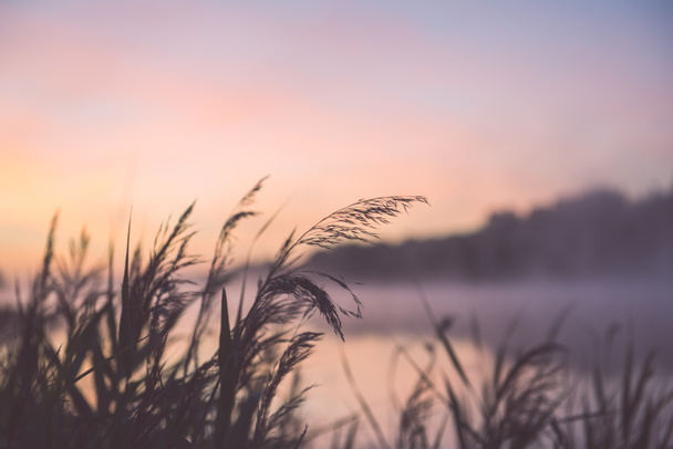 Blurred water grass on the foggy morning  - vintage effect - Photo, Image