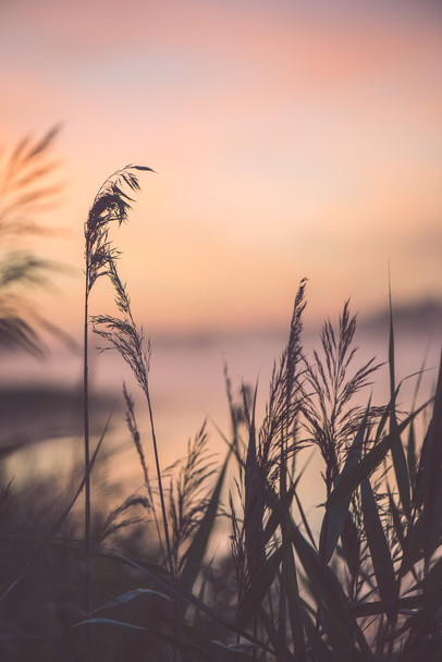 Rozmazané vodní trávy na mlhavé ráno - vintage efekt - Fotografie, Obrázek