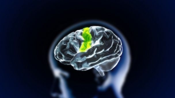 Частица мозга
 - Фото, изображение