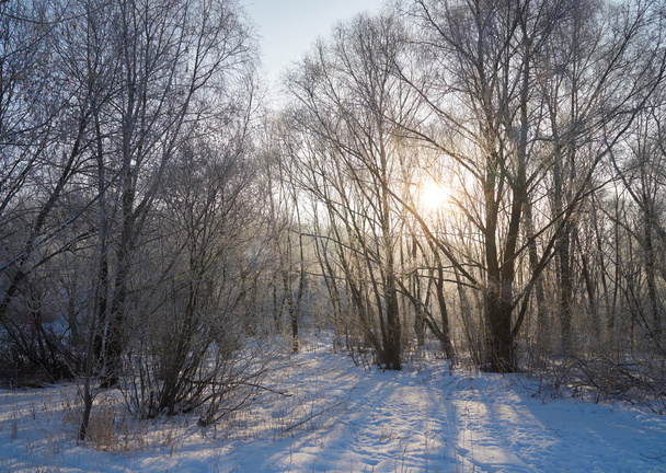 Aurinko paistaa talvella metsässä
 - Valokuva, kuva