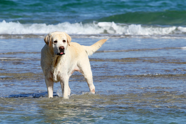 ładny żółty labrador grając w morzu - Zdjęcie, obraz