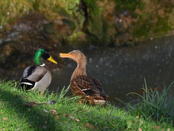aşık ördekler - Fotoğraf, Görsel