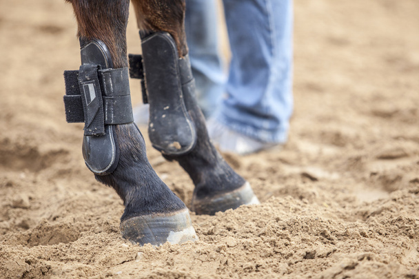 botas de protección de caballos para las piernas en el entrenamiento de competición de salto
 - Foto, Imagen