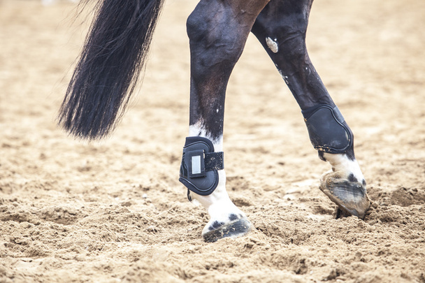 Detailed view of horse protections boots for legs  - Photo, Image