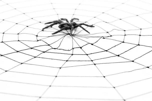 Ιστός αράχνης - Φωτογραφία, εικόνα