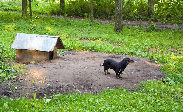Собачье домашнее животное такса колбасная собака прикованная цепью собачья будка
 - Фото, изображение