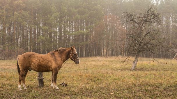 Hevonen kävelee pellolla
 - Valokuva, kuva