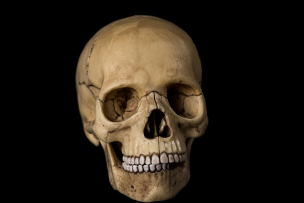 Human skull. jaw - Φωτογραφία, εικόνα