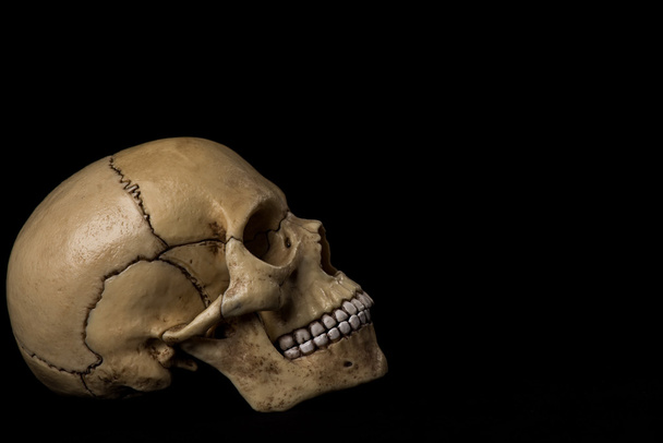 Human skull. jaw - Fotó, kép
