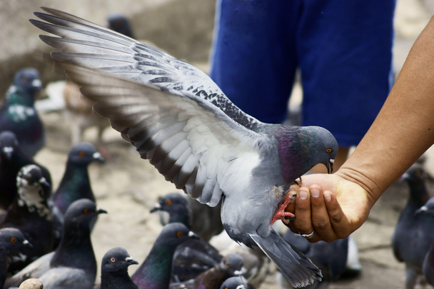 La alimentación de la paloma de la mano de un hombre
 - Foto, Imagen