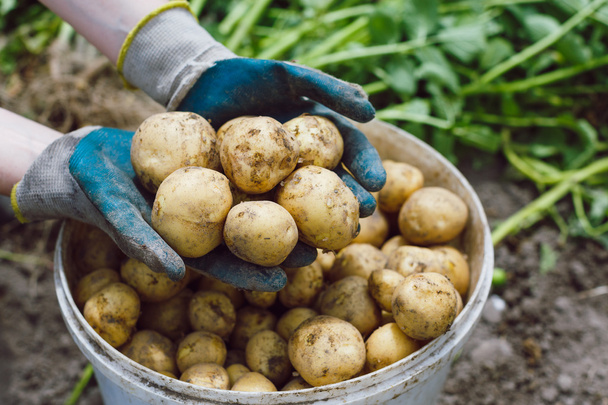 Pommes de terre fraîches dans les mains
 - Photo, image