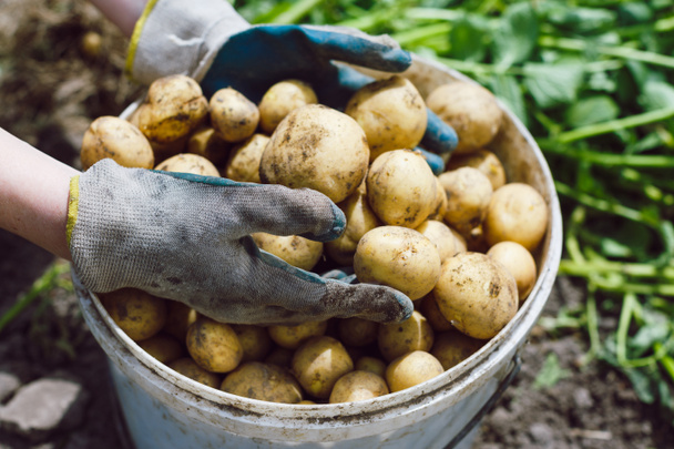 emmer van aardappelen met handen in handschoenen - Foto, afbeelding