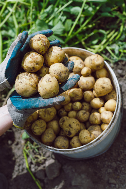 Крупним планом немита картопля в руках
 - Фото, зображення