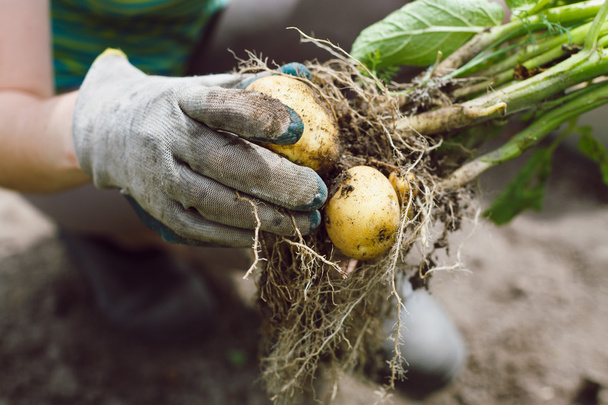Руки збору картоплі
 - Фото, зображення