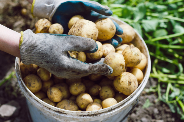bucket of potatoes with hands in gloves - Zdjęcie, obraz