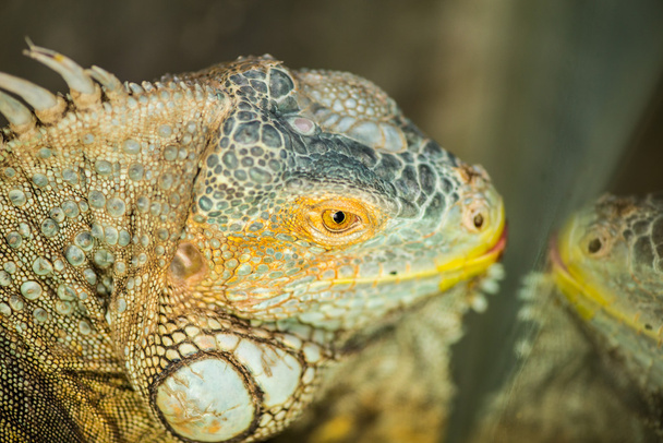 Usual iguana. Green Iguana - Foto, Imagem