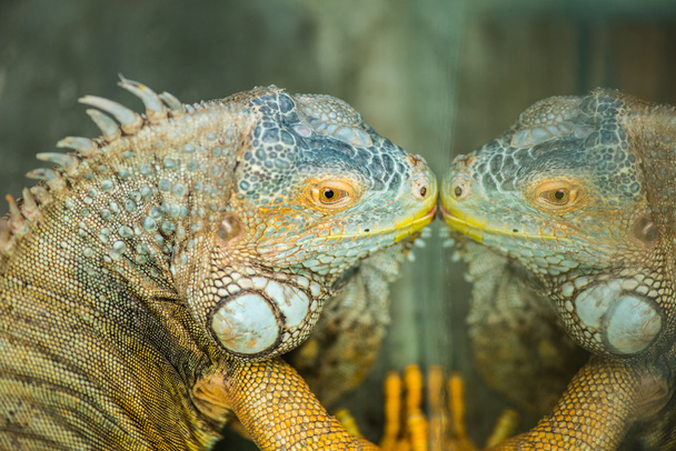 Usual iguana. Green Iguana - Fotoğraf, Görsel