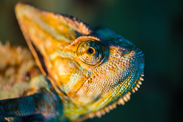 The head of a chameleon - Foto, imagen