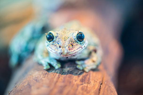 The little frog with big eyes - 写真・画像