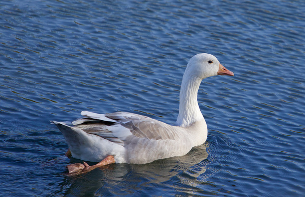 Imagen con el ganso de nieve nadando en el lago
 - Foto, Imagen