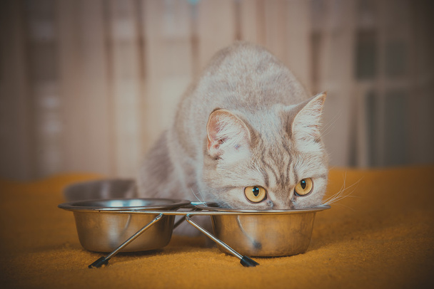 Cat eating dry cat food - Fotó, kép
