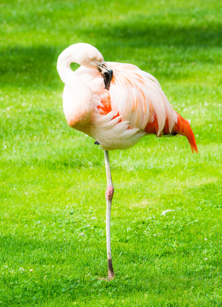 roze flamingo in het gras - Foto, afbeelding