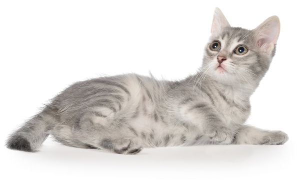 Británico taquigrafía tabby gatito laico
 - Foto, imagen