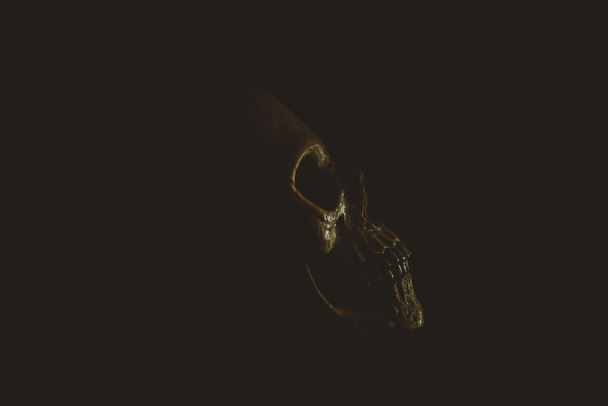 Human skull in profile - Photo, Image