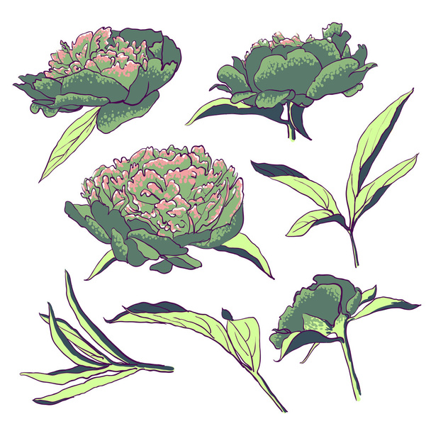 Peony flowers vector llustration set - Vettoriali, immagini