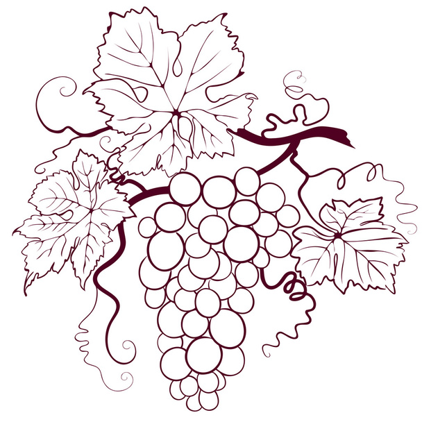 druiven met bladeren - Vector, afbeelding