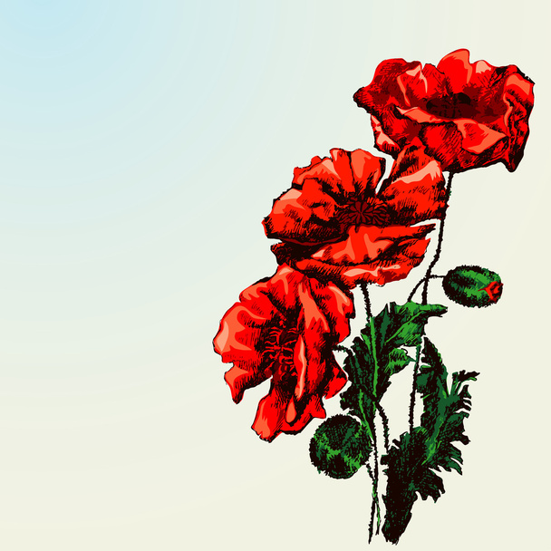 赤いケシの花 - ベクター画像