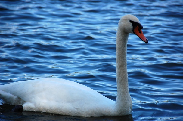Swan langzaam zwemmen - Foto, afbeelding