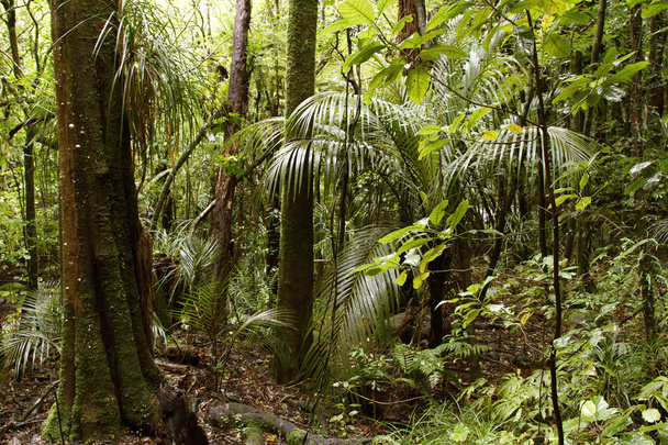 Джунглях тропічного лісу
 - Фото, зображення