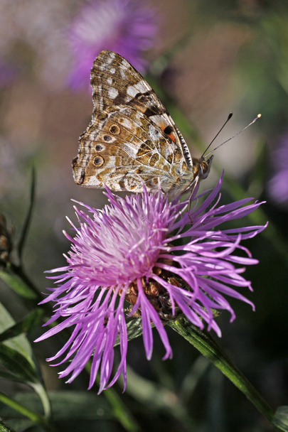 Vanesssa cardui, Painted Lady butterfly on Centaurea phrygia - Photo, Image