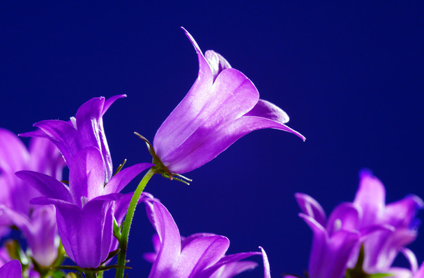 Flor violeta Campanula
 - Foto, Imagem