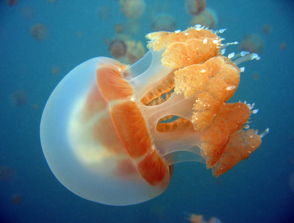 denizanası - Fotoğraf, Görsel
