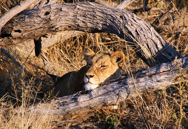 Lioness - Photo, Image