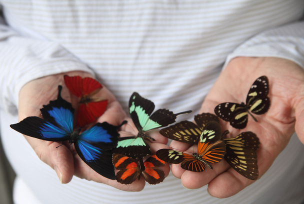Πολλές πεταλούδες στα χέρια ενός ανθρώπου - Φωτογραφία, εικόνα