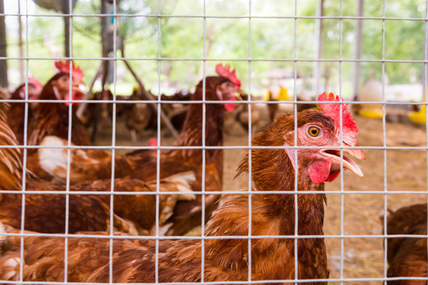Σμήνος κοτόπουλων σε κλουβί. Κοντινό πλάνο. - Φωτογραφία, εικόνα