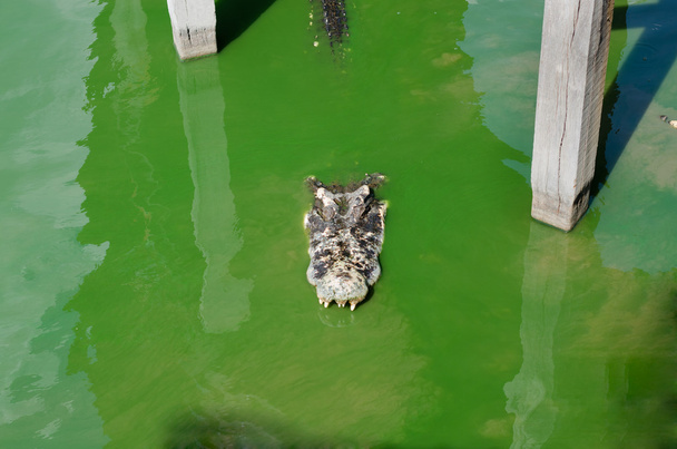 Un grand crocodile d'eau douce, des crocodiles effrayants dans l'eau
. - Photo, image