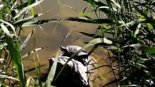 野生の池の近くの亀 - 映像、動画