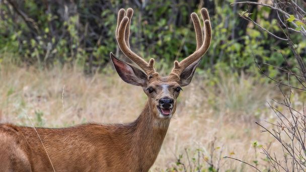 Grande Buck dans le Montana
 - Photo, image