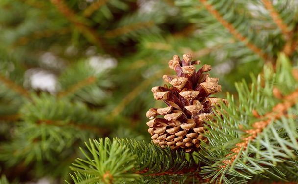 Pine cone on a fir branch - Φωτογραφία, εικόνα