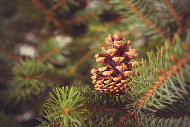 Pine cone on a fir branch - Zdjęcie, obraz